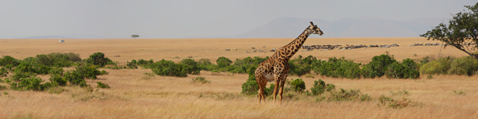 MaasaiMara_MaasaiGiraffes_P3_2328_ Panorama_9_4x1.jpg